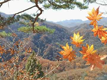 三肖必中特三肖中特期期準(zhǔn),數(shù)據(jù)驅(qū)動(dòng)執(zhí)行決策_(dá)Phablet17.497