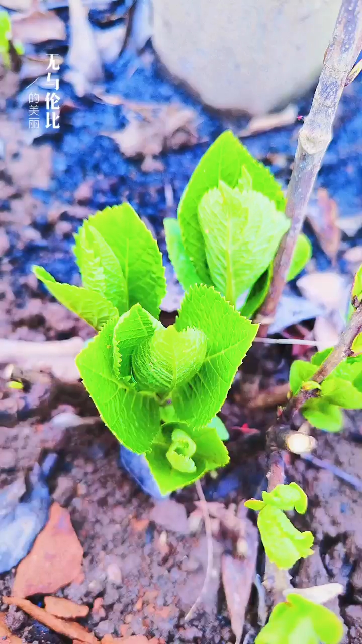 關(guān)于小草的奇妙世界，探索最新地址的無(wú)限可能