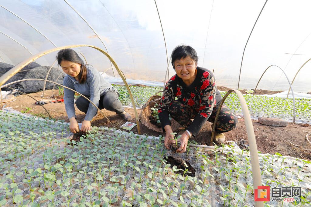 最新款西瓜栽苗機，科技助力農業(yè)高效種植